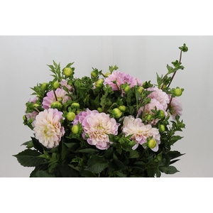 Dahlia Sweet Nathalie