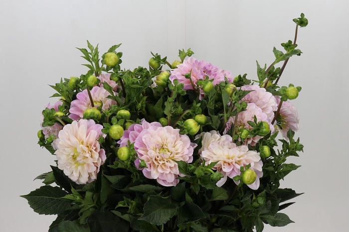 <h4>Dahlia Sweet Nathalie</h4>