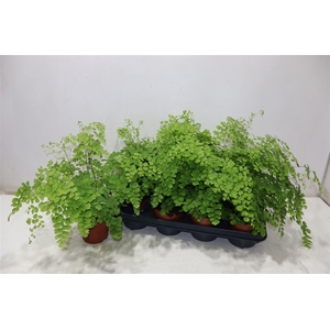 Adian Rad Fragrans