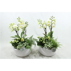 Ph04 White Stella Phal.