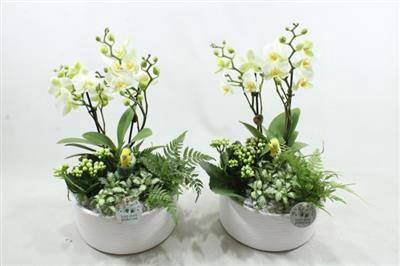 <h4>Ph04 White Stella Phal.</h4>