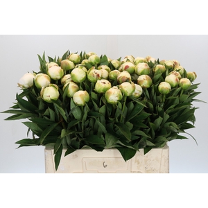 Paeonia Madame Claude Tain