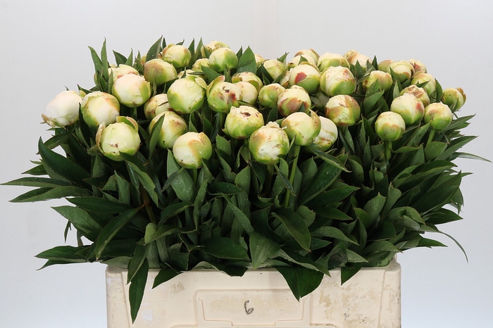 <h4>Paeonia Madame Claude Tain</h4>