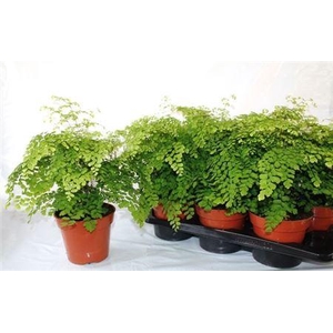 Adian Rad Fragrans