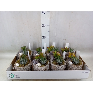 Arr.  Succulents L%