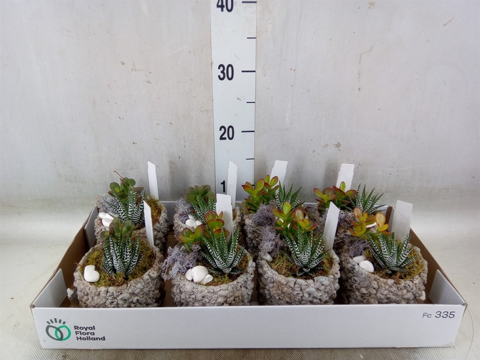 <h4>Arr.  Succulents L%</h4>