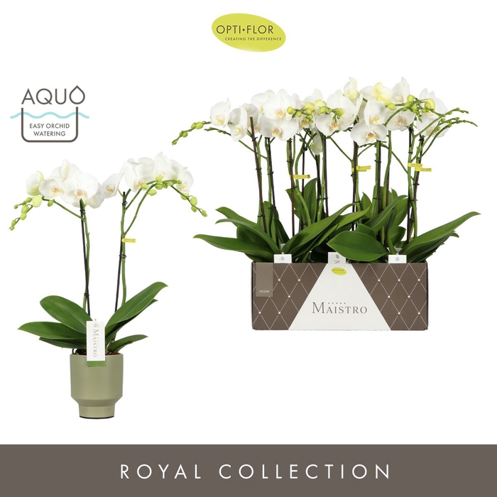 <h4>Phalaenopsis wit meer takken</h4>
