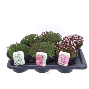 Saxifraga mix in tray