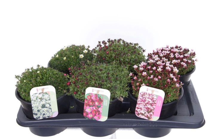 <h4>Saxifraga mix in tray</h4>