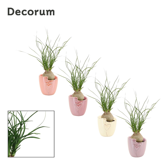 <h4>Beaucarnea Bol 6 cm in Joa (Special moods-collection)</h4>