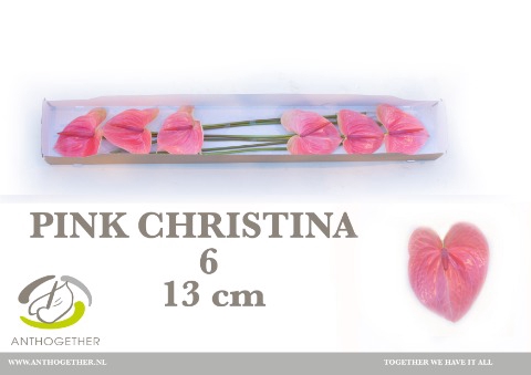 Anthurium Pink Christina
