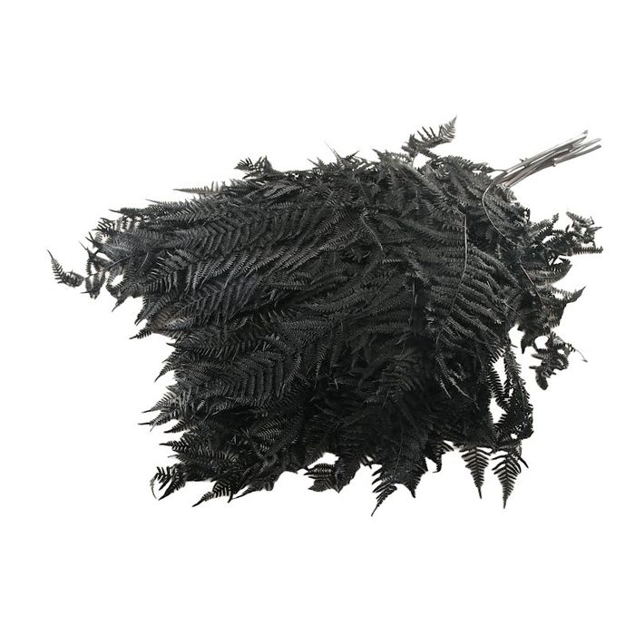 <h4>Fern Bracken Preserved Black</h4>