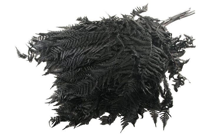 Fern Bracken Preserved Black