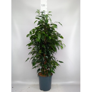 Ficus benja. 'Danielle'