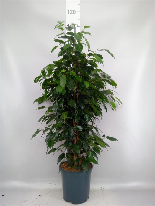 <h4>Ficus benja. 'Danielle'</h4>