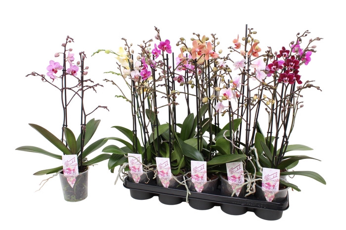 <h4>Phalaenopsis Multifloratypes onvert</h4>