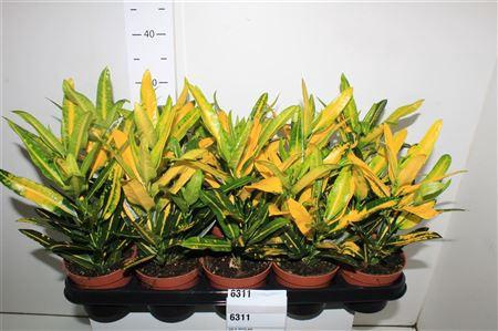 <h4>Cod Kl Sunny Star</h4>