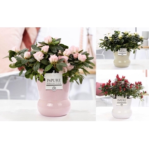 1st class Azalea mix in P&PURE Plant Vase Maxima ass. 3