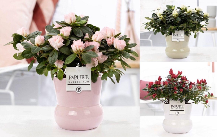 <h4>1st class Azalea mix in P&PURE Plant Vase Maxima ass. 3</h4>