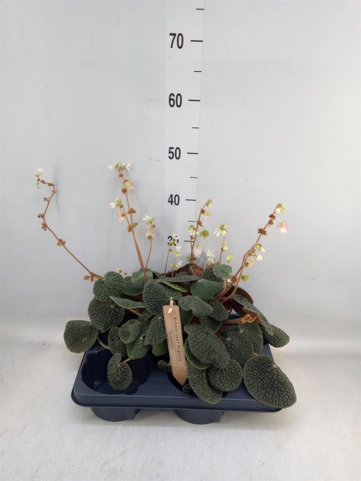 <h4>Begonia BD   ...</h4>