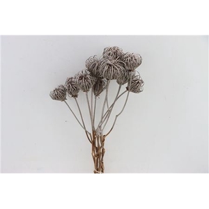 Dried Ammi Majus Platina Bunch Slv