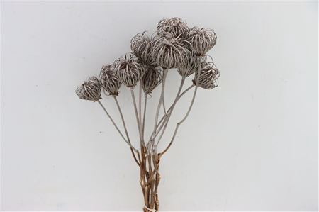 <h4>Dried Ammi Majus Platina Bunch Slv</h4>