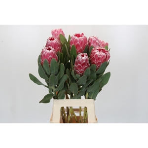 Protea Lady Di