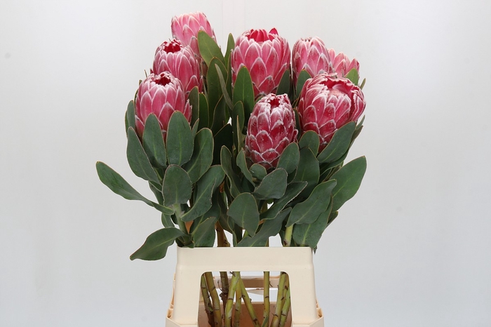 <h4>Protea Lady Di</h4>