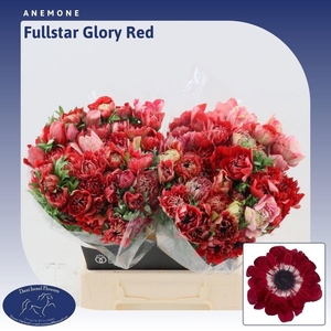 ANEM CO FSTAR GL RED