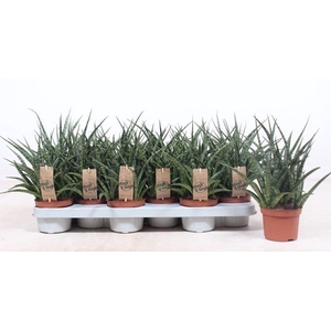 Sansevieria  'Fernwood'
