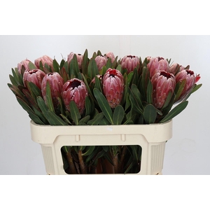 Protea Pink Ice