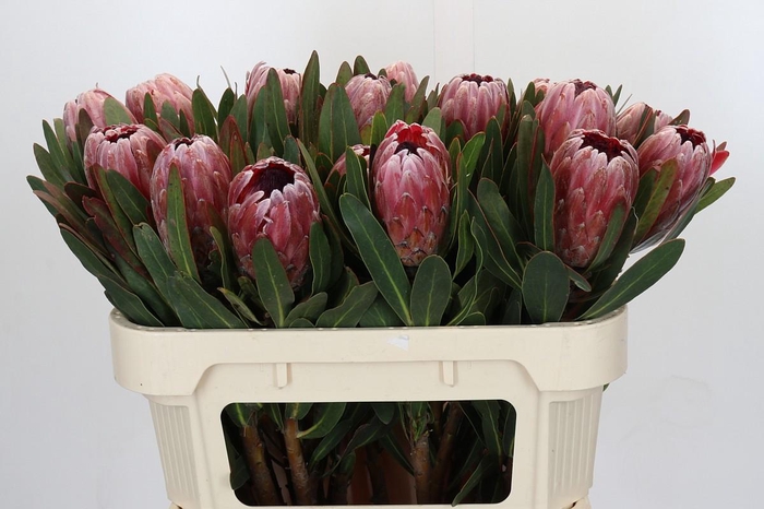 <h4>Protea Pink Ice</h4>