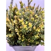 MYRTUS ELISIR TARANTINO 400