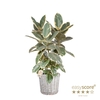 FICUS ELASTICA P6 TINEKE BASKET