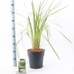Cortaderia selloana