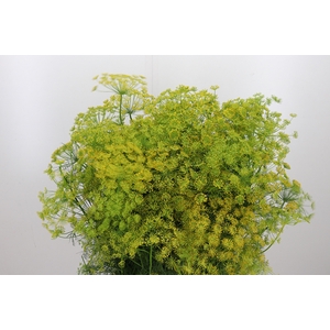 Anethum Graveolens