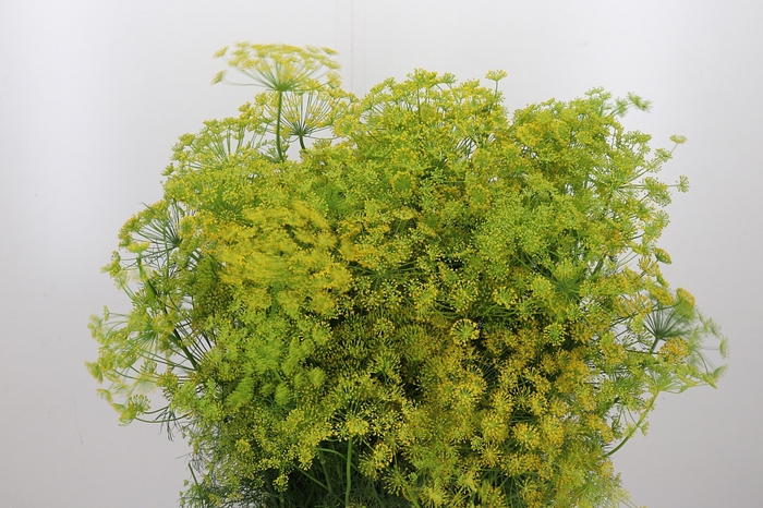 <h4>Anethum Graveolens</h4>