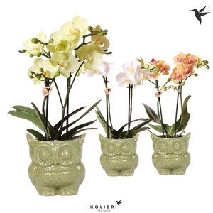 Kolibri Orchids Phalaenopsis mix 2 spike in Owl pot green