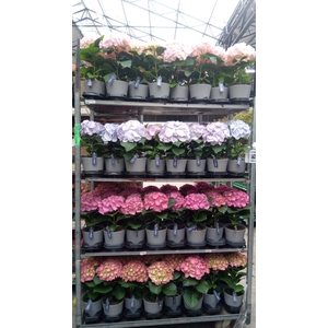 Hydrangea mac.   ...