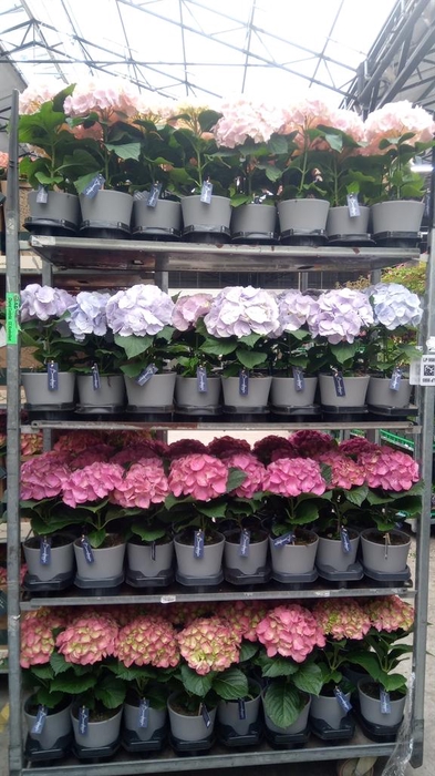 <h4>Hydrangea mac.   ...</h4>