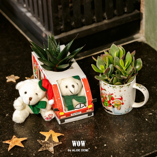 <h4>WOW Succulent, X-Mas mug and bear</h4>