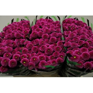 CHR SAN PURPETTA X50 PER BLIK