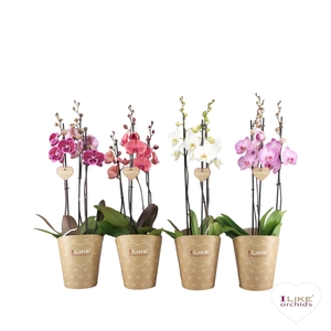 Phalaenopsis gemengd