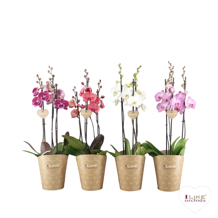 <h4>Phalaenopsis gemengd</h4>