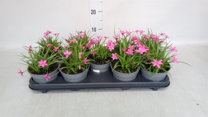 <h4>Rhodohypoxis baurii</h4>