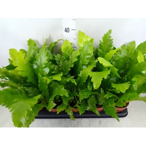 Asplenium nidus 'Campio'