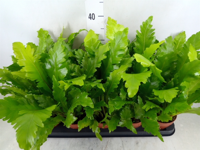 <h4>Asplenium nidus 'Campio'</h4>