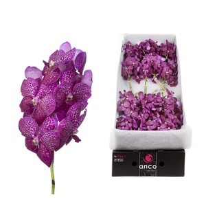 Vanda Magenta Glitter x20