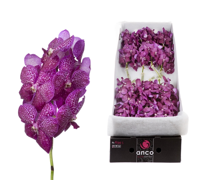 <h4>Vanda Magenta Glitter x 16</h4>