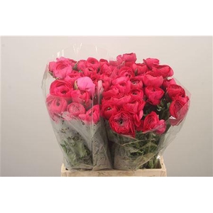 Ran Elegance Hot Pink Super